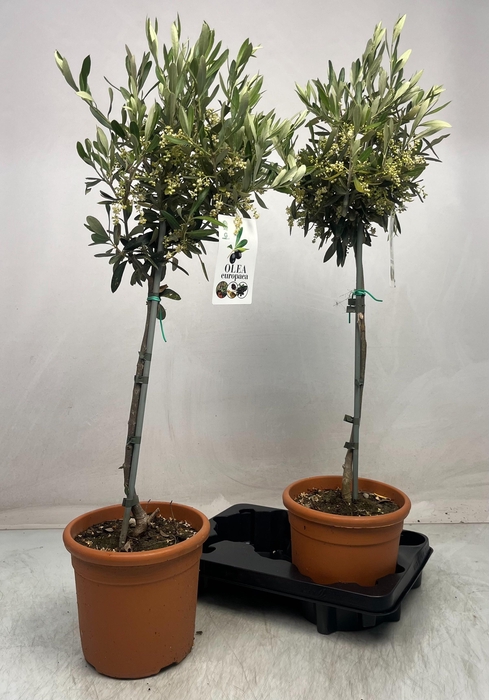 <h4>OLEA EUROPAEA</h4>