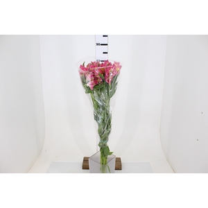 ALSTROEMERIA CHANEL 080 CM