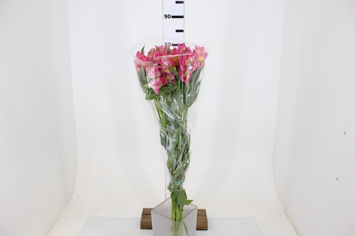 ALSTROEMERIA CHANEL 080 CM