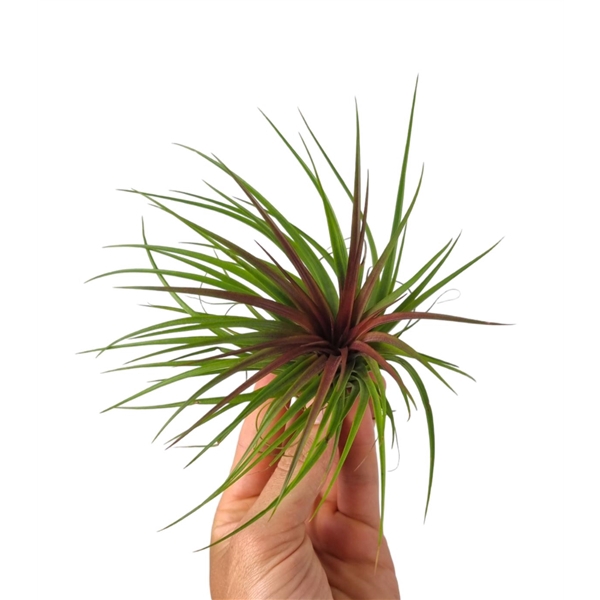 <h4>Tillandsia Rainforest Red Large</h4>