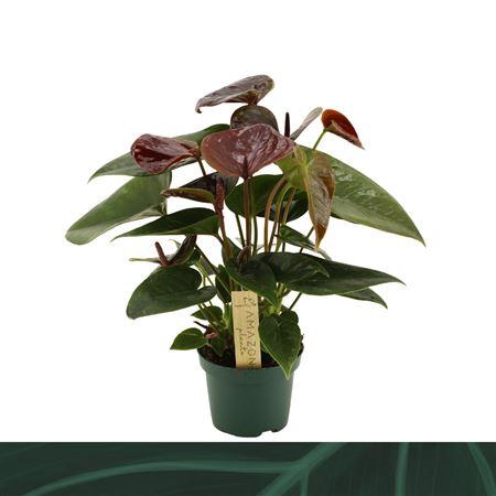 <h4>Anth An Essencia A2</h4>