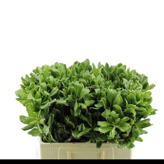 <h4>PITTOSP TO ILAN</h4>