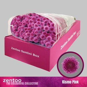 Chrysanthemum Indicum Grp tros santini Kismo Pink