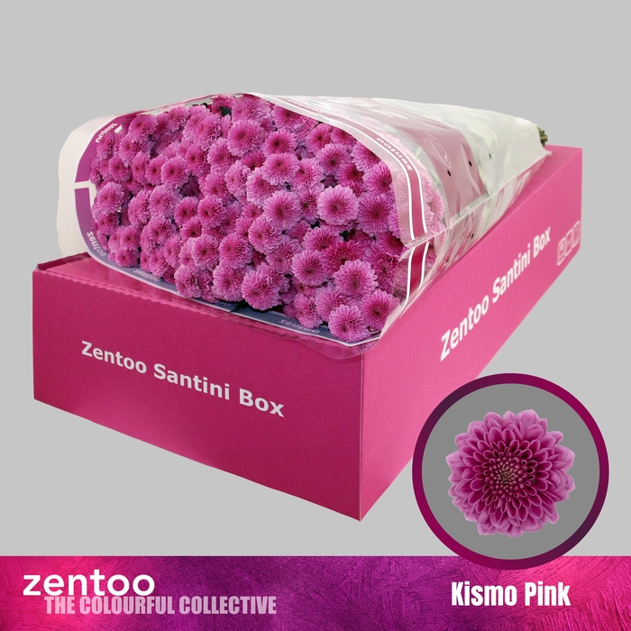 <h4>Chrysanthemum Indicum Grp tros santini Kismo Pink</h4>