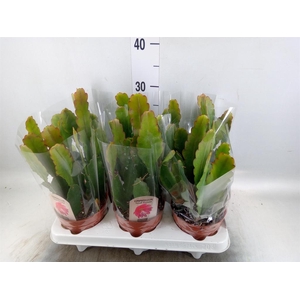 Epiphyllum   ...