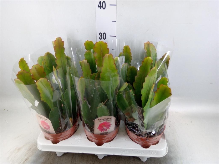 <h4>Epiphyllum   ...</h4>
