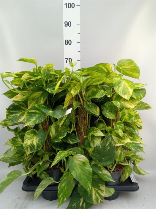 <h4>Epipremnum pinn. ...moss stick</h4>