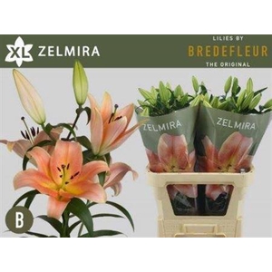 Li Ot Zelmira 5+