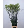 ANIGOZ NIRVANA 130CM