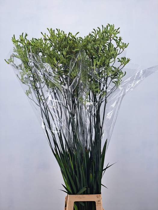 ANIGOZ NIRVANA 130CM