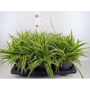 Chlorophytum com. 'Ocean'