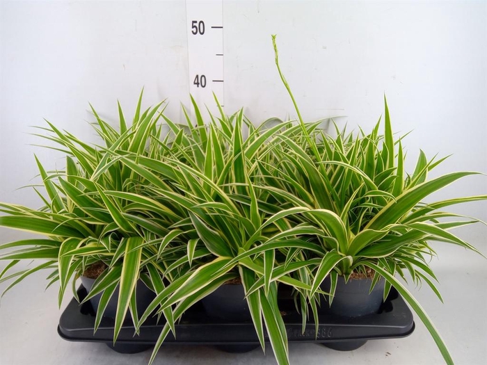 <h4>Chlorophytum com. 'Ocean'</h4>