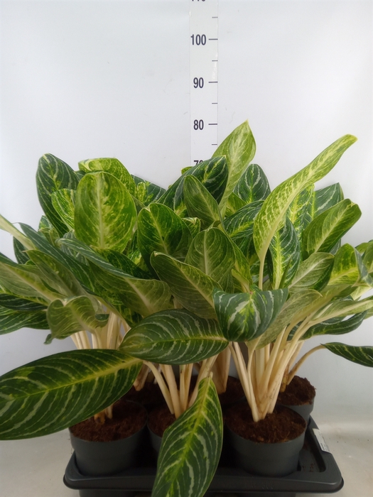 <h4>Aglaonema   ...</h4>