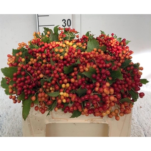 Viburnum Op Compactum