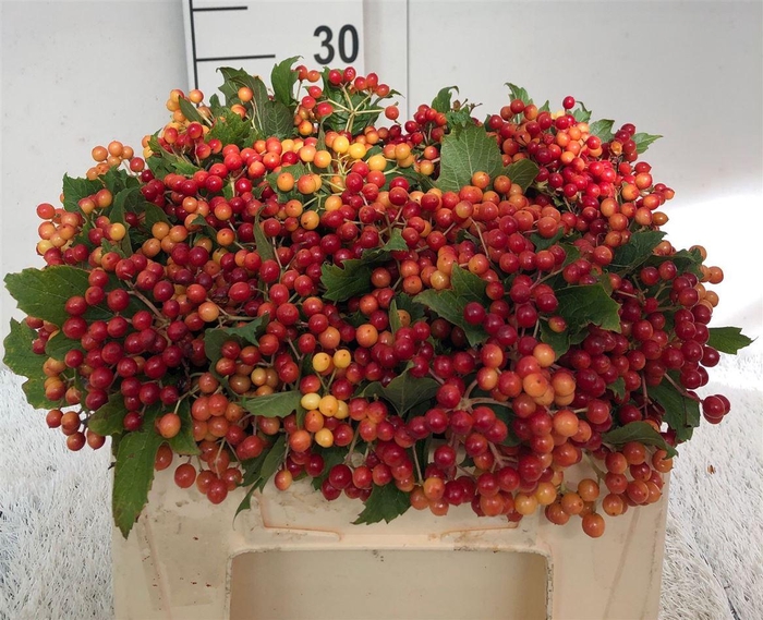 <h4>Viburnum Op Compactum</h4>