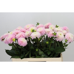 Dahlia Wizard of Oz