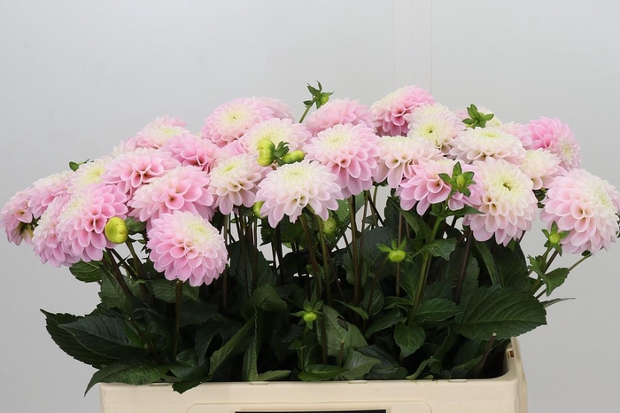 <h4>Dahlia Wizard of Oz</h4>
