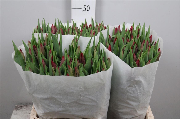 <h4>Tu En Strong Love</h4>