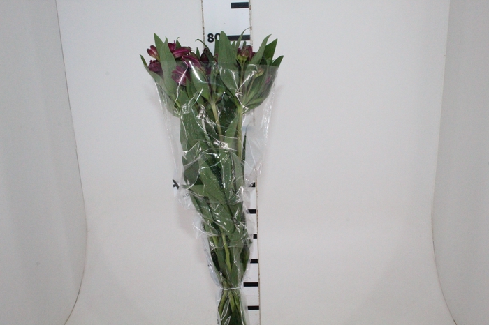 <h4>ALSTROEMERIA REAL 080 CM</h4>