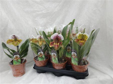 <h4>Paph Amerika Hyb Gem</h4>