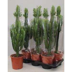 Euphorbia trigona