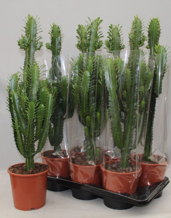 <h4>Euphorbia trigona</h4>