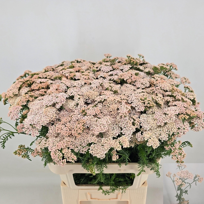 <h4>ACHIL M ANITA CHAMP</h4>