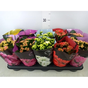 Kalanchoe blos.   ..rosebud rs fl 5