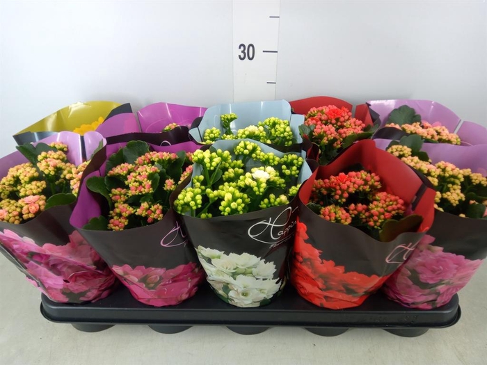 <h4>Kalanchoe blos.   ..rosebud rs fl 5</h4>