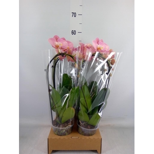 Phalaenopsis  'Elegant Cascade'