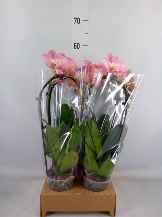 <h4>Phalaenopsis  'Elegant Cascade'</h4>
