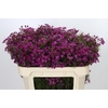 Chamelaucium Purple Rain