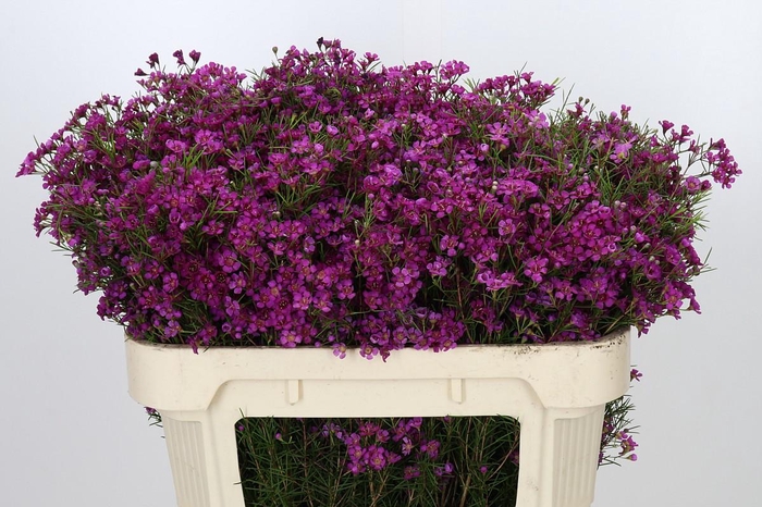 <h4>Chamelaucium Purple Rain</h4>