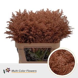 Solidago   ...colored  H%