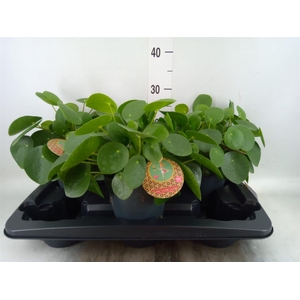 Pilea peperomioides