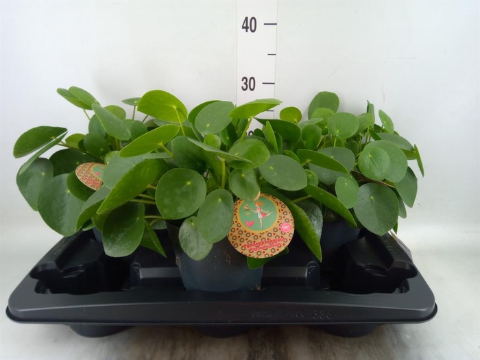 <h4>Pilea peperomioides</h4>