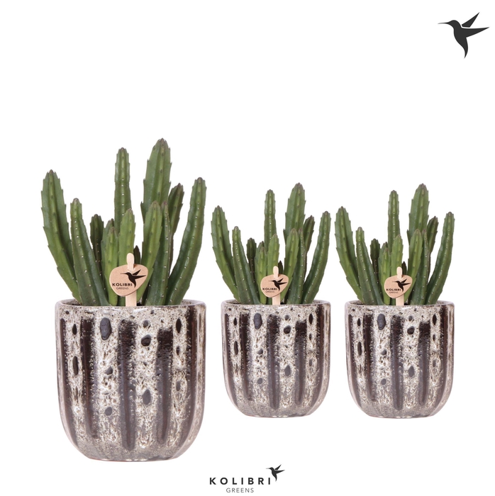 <h4>Kolibri Greens Stapelia Leendertziae in Soul pot</h4>