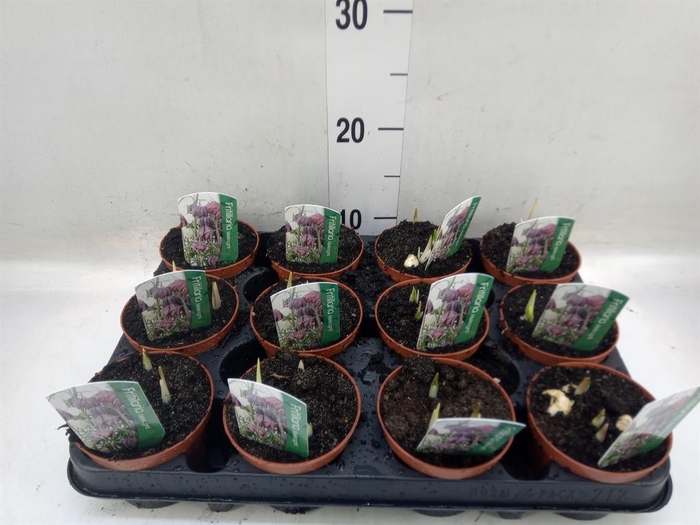 <h4>Fritillaria meleagris</h4>