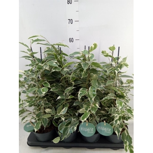 Ficus benja. 'Twilight'