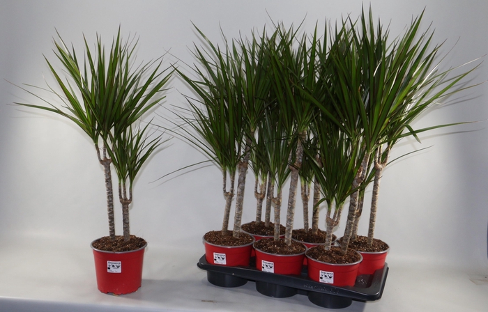 <h4>DRA MARGINATA</h4>