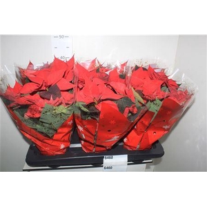 Euphor P Chr Univers 5-6