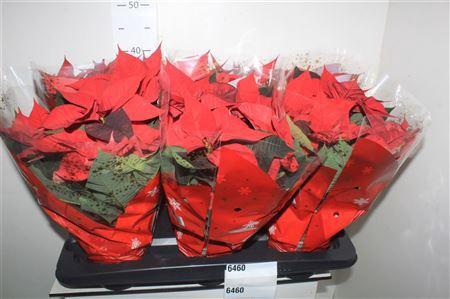 <h4>Euphor P Chr Univers 5-6</h4>