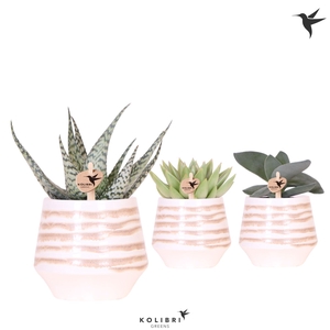 Kolibri Greens Succulenten mix in Moonstone pot white