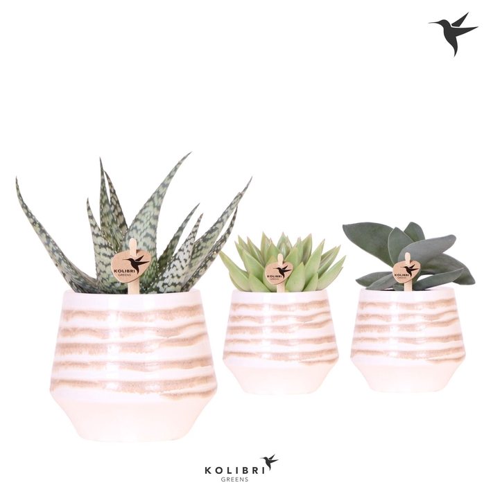 <h4>Kolibri Greens Succulenten mix in Moonstone pot white</h4>