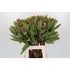 Protea Robijn
