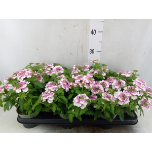 Verbena  'Lanai Pink Twister'