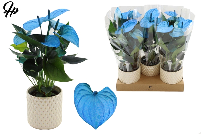 <h4>Anthurium 12 cm Make-Upz Blue in Diamond Pearl Travertine ceramics</h4>