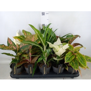 Aglaonema   ...