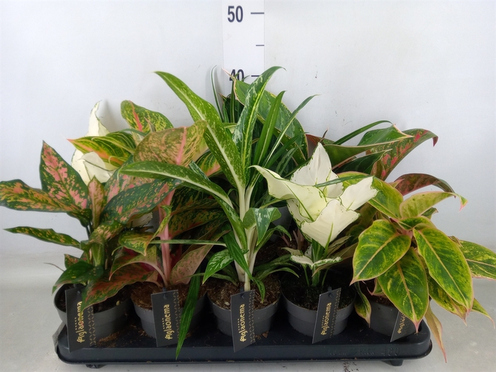 <h4>Aglaonema   ...</h4>