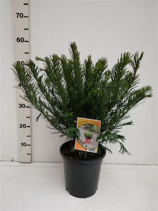 Cephalotaxus harringtonii